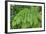 Fern in the Forest of Cubo De La Galga, Biosphere Reserve Los Tilos, Canary Islands-Gerhard Wild-Framed Photographic Print