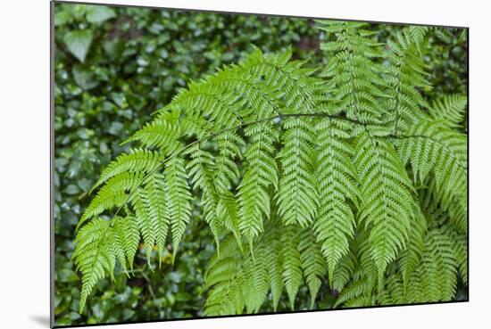 Fern in the Forest of Cubo De La Galga, Biosphere Reserve Los Tilos, Canary Islands-Gerhard Wild-Mounted Photographic Print