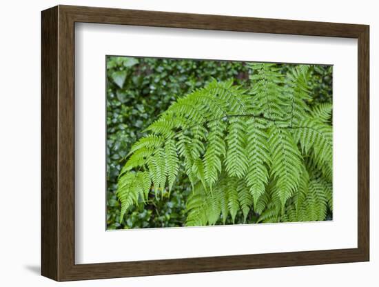 Fern in the Forest of Cubo De La Galga, Biosphere Reserve Los Tilos, Canary Islands-Gerhard Wild-Framed Photographic Print