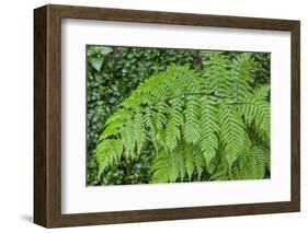 Fern in the Forest of Cubo De La Galga, Biosphere Reserve Los Tilos, Canary Islands-Gerhard Wild-Framed Photographic Print