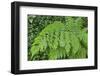 Fern in the Forest of Cubo De La Galga, Biosphere Reserve Los Tilos, Canary Islands-Gerhard Wild-Framed Photographic Print