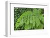 Fern in the Forest of Cubo De La Galga, Biosphere Reserve Los Tilos, Canary Islands-Gerhard Wild-Framed Photographic Print