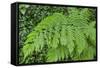 Fern in the Forest of Cubo De La Galga, Biosphere Reserve Los Tilos, Canary Islands-Gerhard Wild-Framed Stretched Canvas