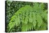 Fern in the Forest of Cubo De La Galga, Biosphere Reserve Los Tilos, Canary Islands-Gerhard Wild-Stretched Canvas