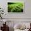 Fern, Indonesia, Southeast Asia-John Alexander-Framed Premium Photographic Print displayed on a wall