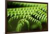 Fern, Indonesia, Southeast Asia-John Alexander-Framed Premium Photographic Print