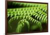 Fern, Indonesia, Southeast Asia-John Alexander-Framed Premium Photographic Print