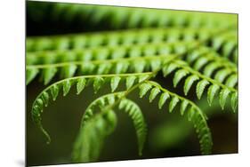 Fern, Indonesia, Southeast Asia-John Alexander-Mounted Premium Photographic Print