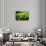 Fern, Indonesia, Southeast Asia-John Alexander-Framed Stretched Canvas displayed on a wall
