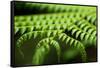 Fern, Indonesia, Southeast Asia-John Alexander-Framed Stretched Canvas