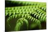 Fern, Indonesia, Southeast Asia-John Alexander-Stretched Canvas