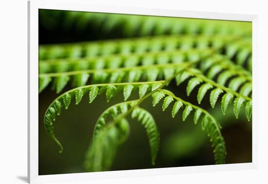 Fern, Indonesia, Southeast Asia-John Alexander-Framed Photographic Print