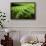Fern, Indonesia, Southeast Asia-John Alexander-Framed Photographic Print displayed on a wall