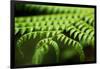 Fern, Indonesia, Southeast Asia-John Alexander-Framed Photographic Print