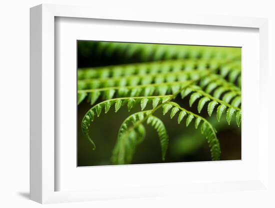 Fern, Indonesia, Southeast Asia-John Alexander-Framed Photographic Print