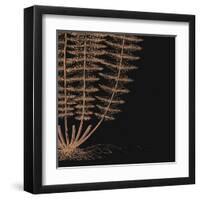 Fern IV (on black)-null-Framed Art Print