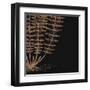 Fern IV (on black)-null-Framed Art Print