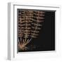 Fern IV (on black)-null-Framed Art Print