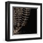 Fern IV (on black)-Botanical Series-Framed Giclee Print