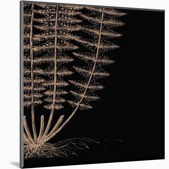 Fern IV (on black)-Botanical Series-Mounted Giclee Print