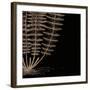 Fern IV (on black)-Botanical Series-Framed Art Print