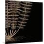 Fern IV (on black)-Botanical Series-Mounted Art Print