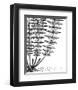 Fern IV (on white)-Botanical Series-Framed Giclee Print