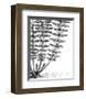 Fern IV (on white)-Botanical Series-Framed Giclee Print