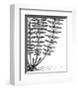 Fern IV (on white)-Botanical Series-Framed Giclee Print