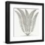 Fern (Ivory & Burlap)-Botanical Series-Framed Art Print