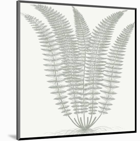 Fern (Ivory & Sage)-Botanical Series-Mounted Art Print