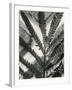 Fern Leaf, 1954-Brett Weston-Framed Photographic Print