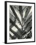 Fern Leaf, 1954-Brett Weston-Framed Photographic Print