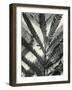 Fern Leaf, 1954-Brett Weston-Framed Photographic Print