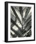 Fern Leaf, 1954-Brett Weston-Framed Photographic Print