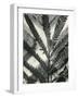 Fern Leaf, 1954-Brett Weston-Framed Photographic Print