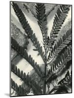 Fern Leaf, 1954-Brett Weston-Mounted Photographic Print