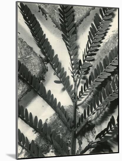 Fern Leaf, 1954-Brett Weston-Mounted Photographic Print