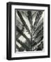 Fern Leaf, 1954-Brett Weston-Framed Photographic Print