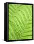 Fern leaf, close up, full frame-Akira-Framed Stretched Canvas