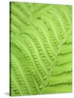 Fern leaf, close up, full frame-Akira-Stretched Canvas