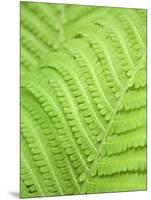 Fern leaf, close up, full frame-Akira-Mounted Photographic Print
