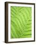 Fern leaf, close up, full frame-Akira-Framed Photographic Print