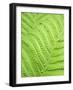 Fern leaf, close up, full frame-Akira-Framed Photographic Print