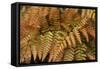 Fern Leaf Close-up-Anna Miller-Framed Stretched Canvas