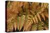 Fern Leaf Close-up-Anna Miller-Stretched Canvas