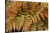 Fern Leaf Close-up-Anna Miller-Stretched Canvas