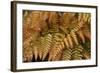 Fern Leaf Close-up-Anna Miller-Framed Photographic Print