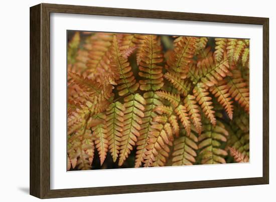 Fern Leaf Close-up-Anna Miller-Framed Photographic Print