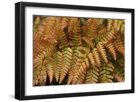 Fern Leaf Close-up-Anna Miller-Framed Photographic Print